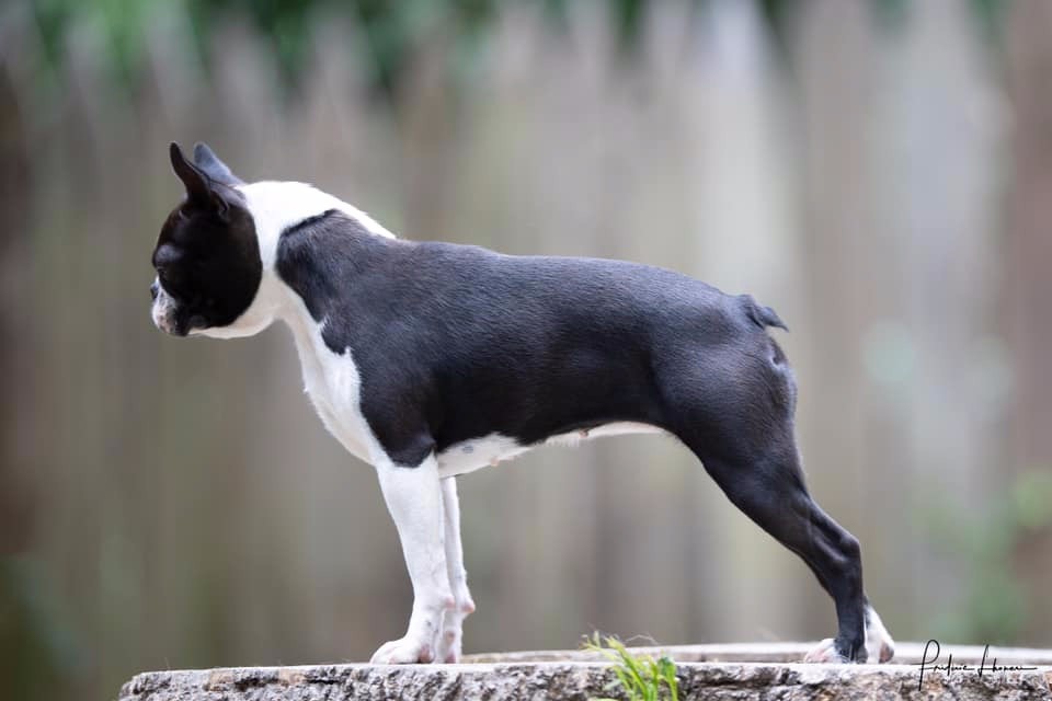 Accueil - Elevage Chan Chue - eleveur de chiens Boston Terrier