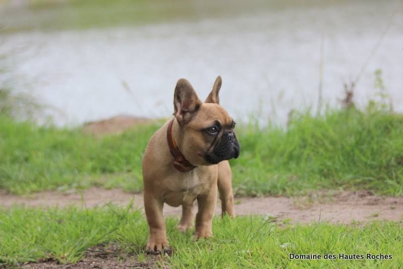 Gentleman lover dit markus of gold giant