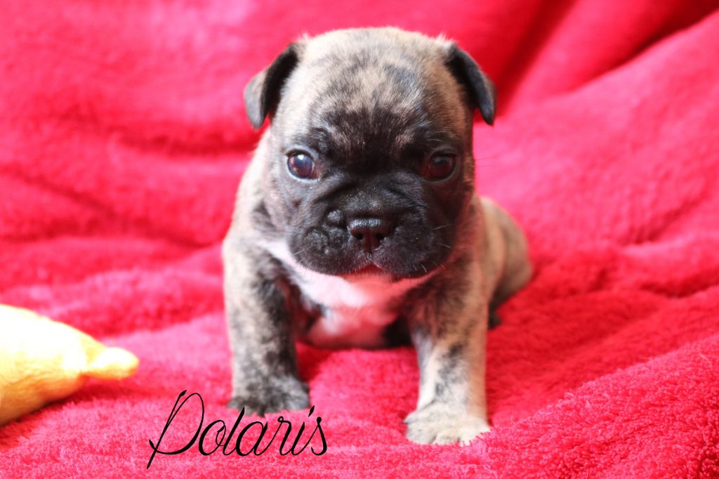 Chiot Elevage Stephanie Achtouk Eleveur De Chiens Bouledogue Francais