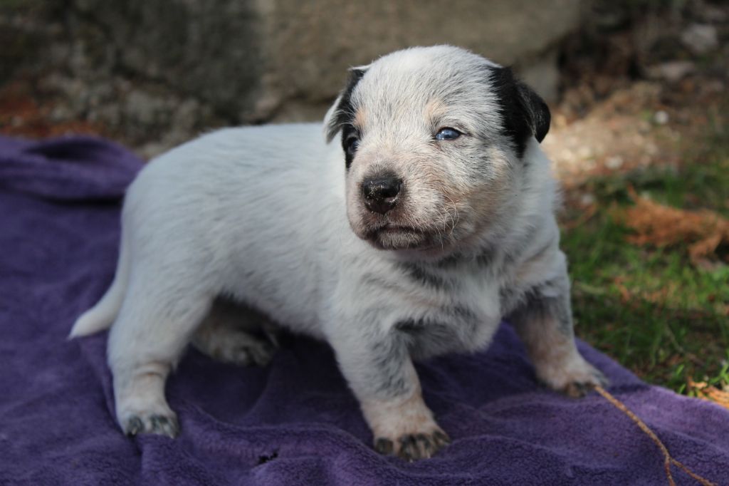 Chiot Bouvier Australien Oregon Male Disponible En Grand Est 57 Moselle Toutes Les Portees Les Chiots De Race Les Eleveurs Et Chiens De Race Sont Sur Chiens De France Com