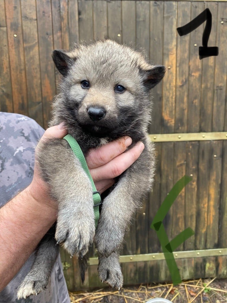 Chiot Chien Loup Tchecoslovaque Femelle Disponible En