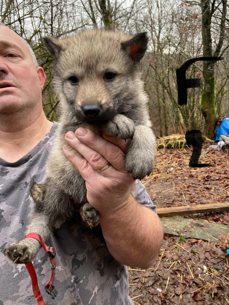 Chiot Chien Loup Tchecoslovaque Femelle Disponible En