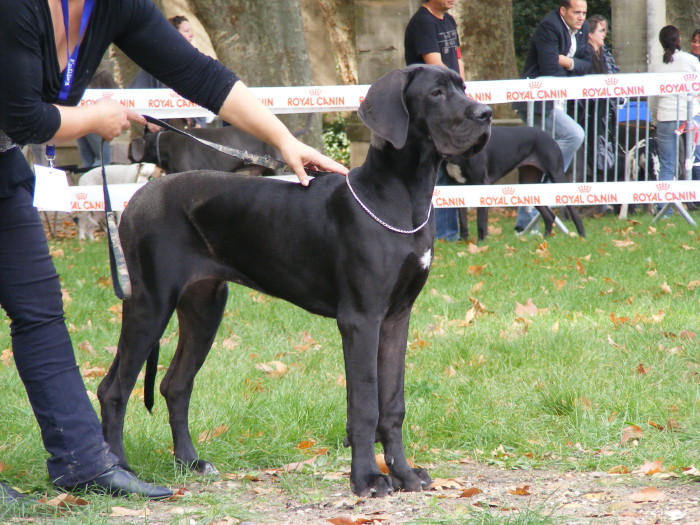 CH. Djalie de la Tour du Dauphiné