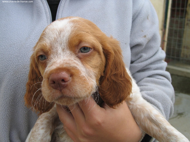 Photo Elevage Du Vallon De Beaudini Eleveur De Chiens Epagneul Breton