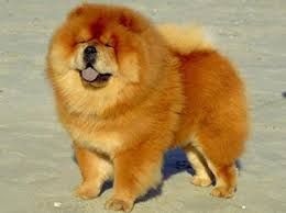 Accueil Elevage Marine Udiman Eleveur De Chiens Chow Chow