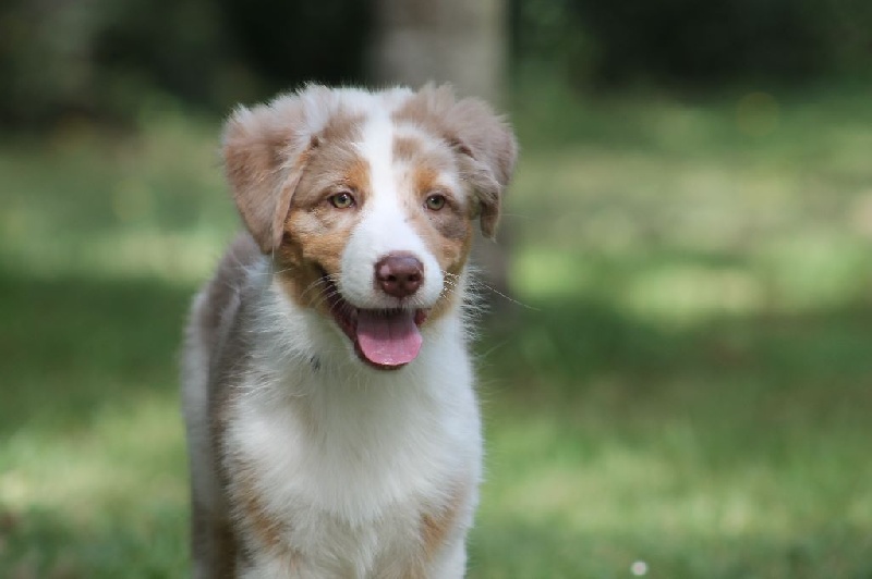 Chiens De France Achats Et Vente De Chiots De Race Issus D