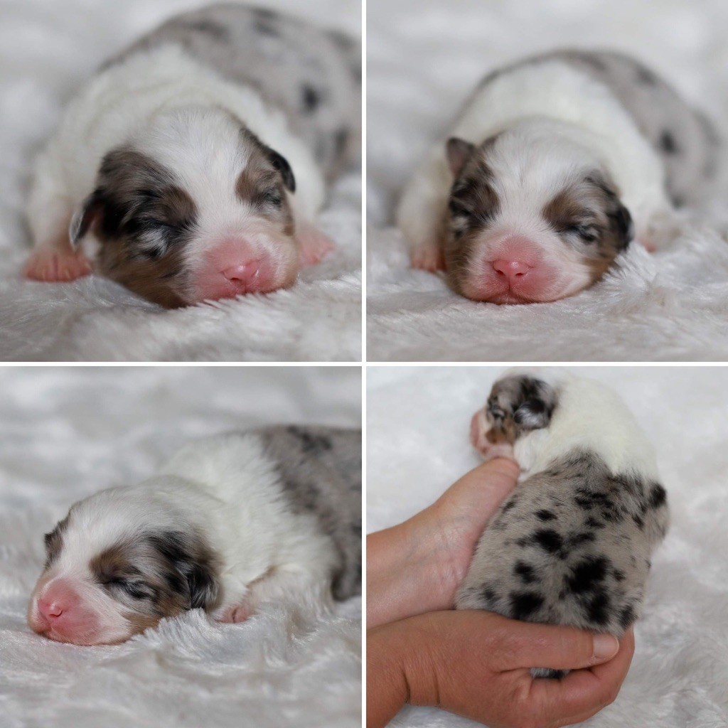 Chiot Berger Australien, Femelle Bleue Merle 2, femelle disponible 