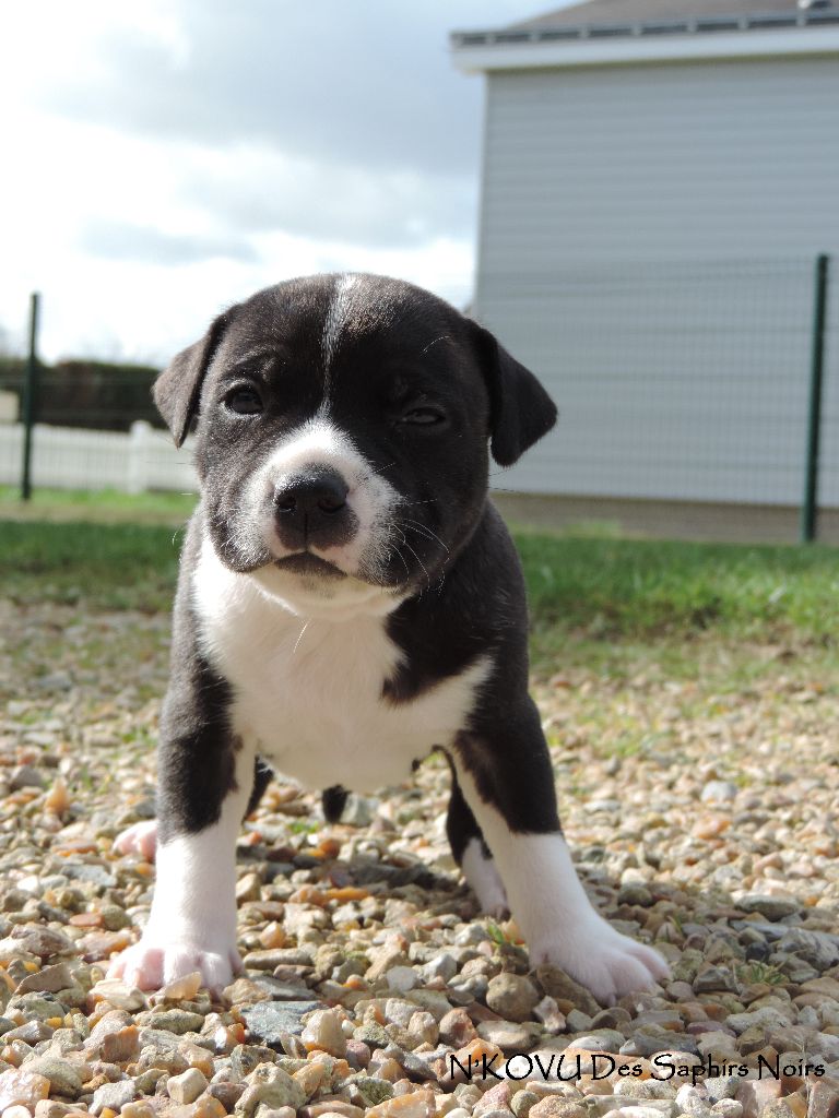 Chiot Eleveur De Chiens Staffordshire Bull Terrier Des Saphirs Noirs