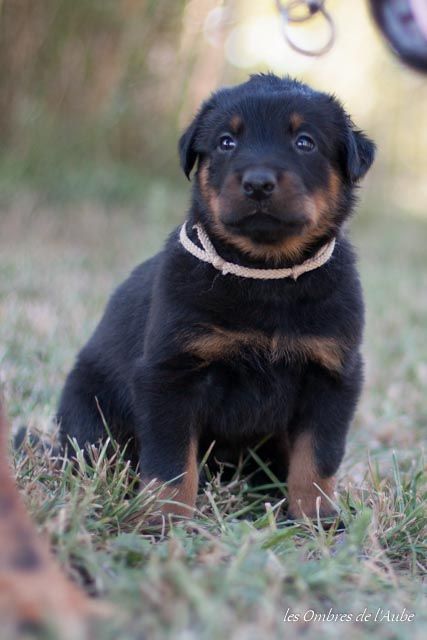 Chiot Elevage Des Ombres De Laube Eleveur De Chiens