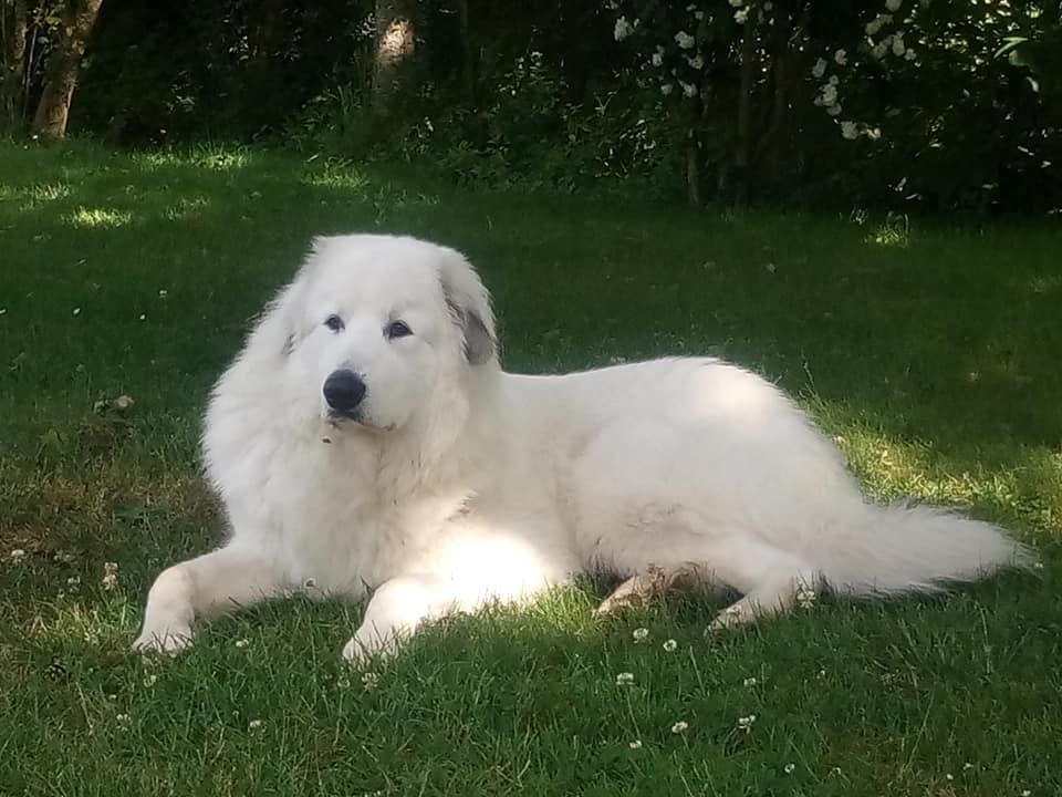 Niouk De L'Appel De La Montagne