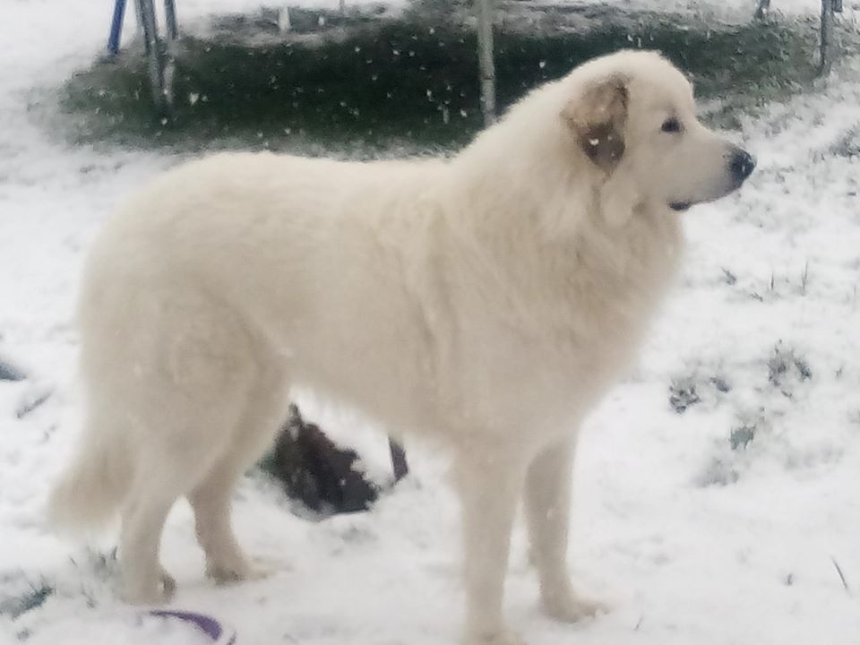 Niouk De L'Appel De La Montagne