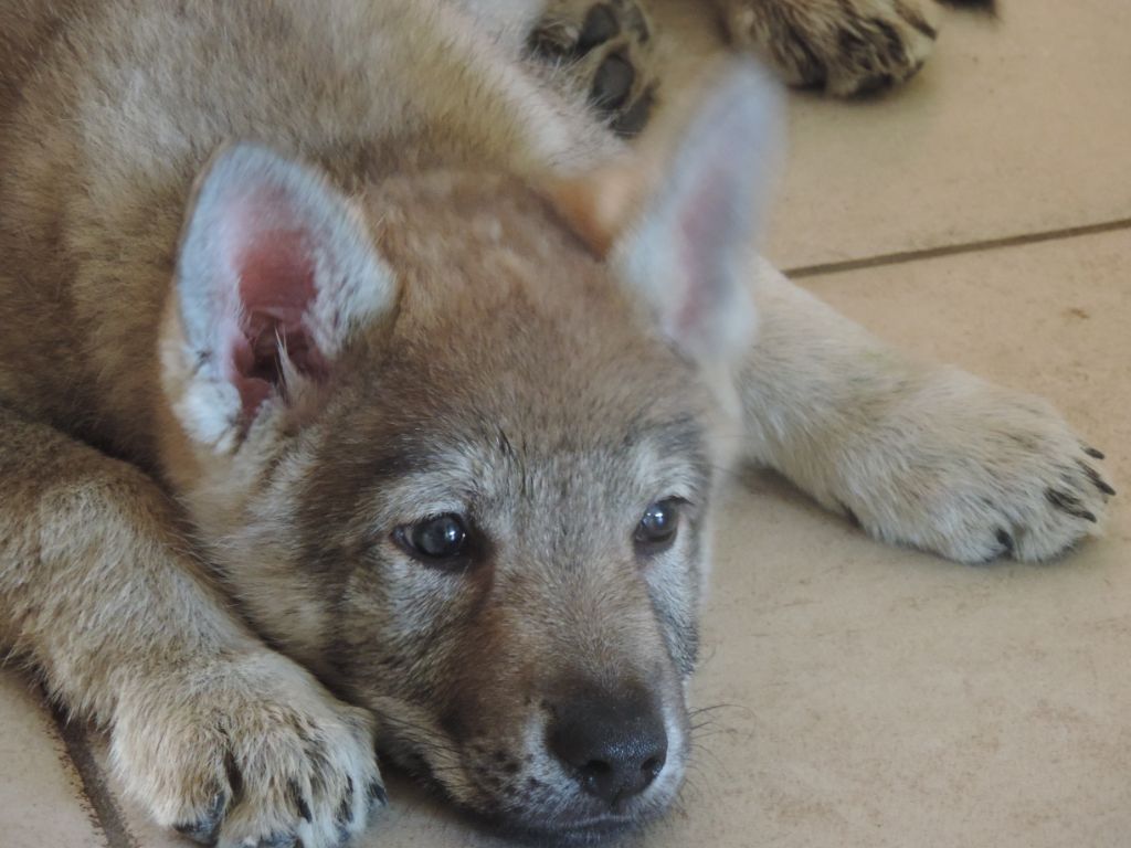 Chiot Elevage De Lappel De La Montagne Eleveur De