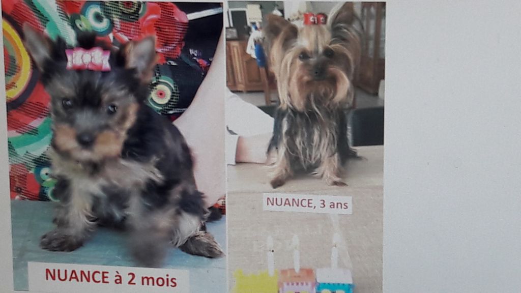 Accueil Elevage Des Naiades Du Marais Eleveur De Chiens Yorkshire Terrier