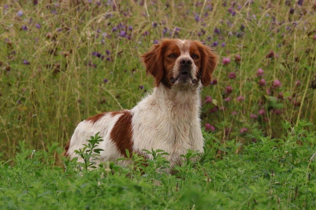 TR. CH. Squale  De La Plume Du Puits