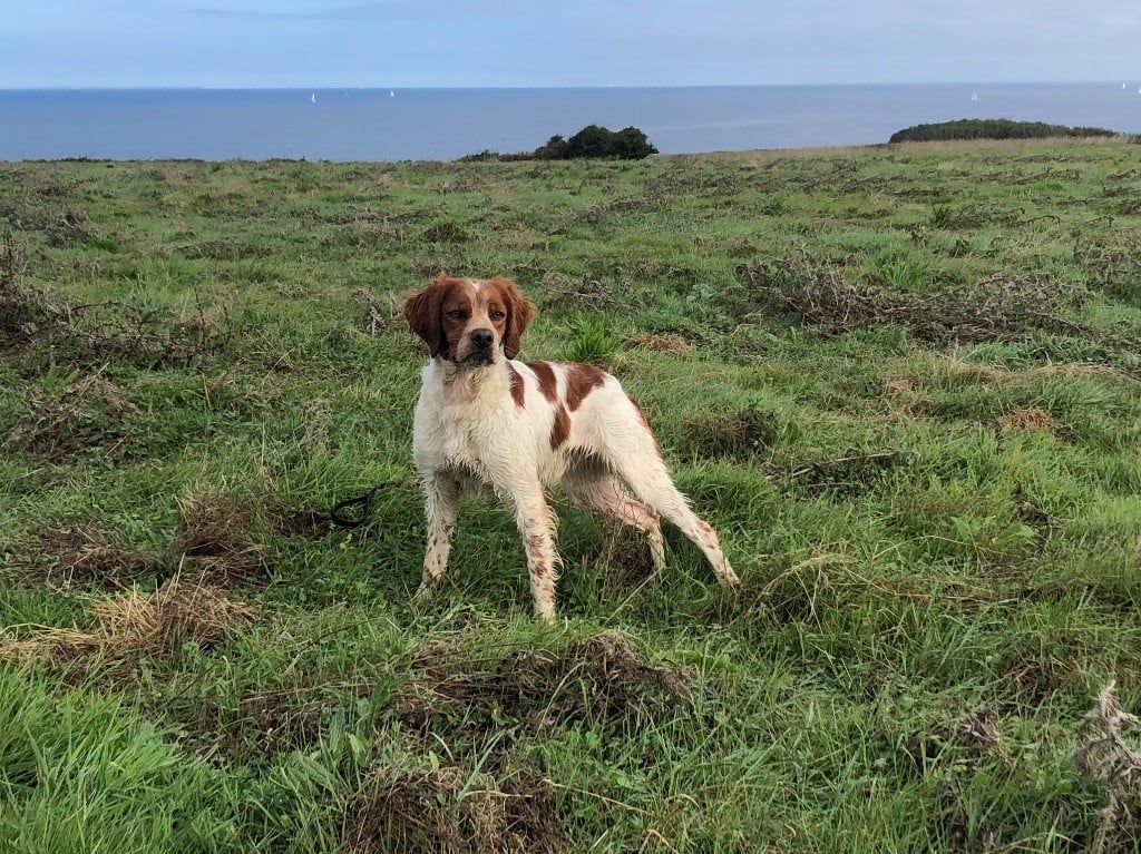 TR. CH. Squale  De La Plume Du Puits