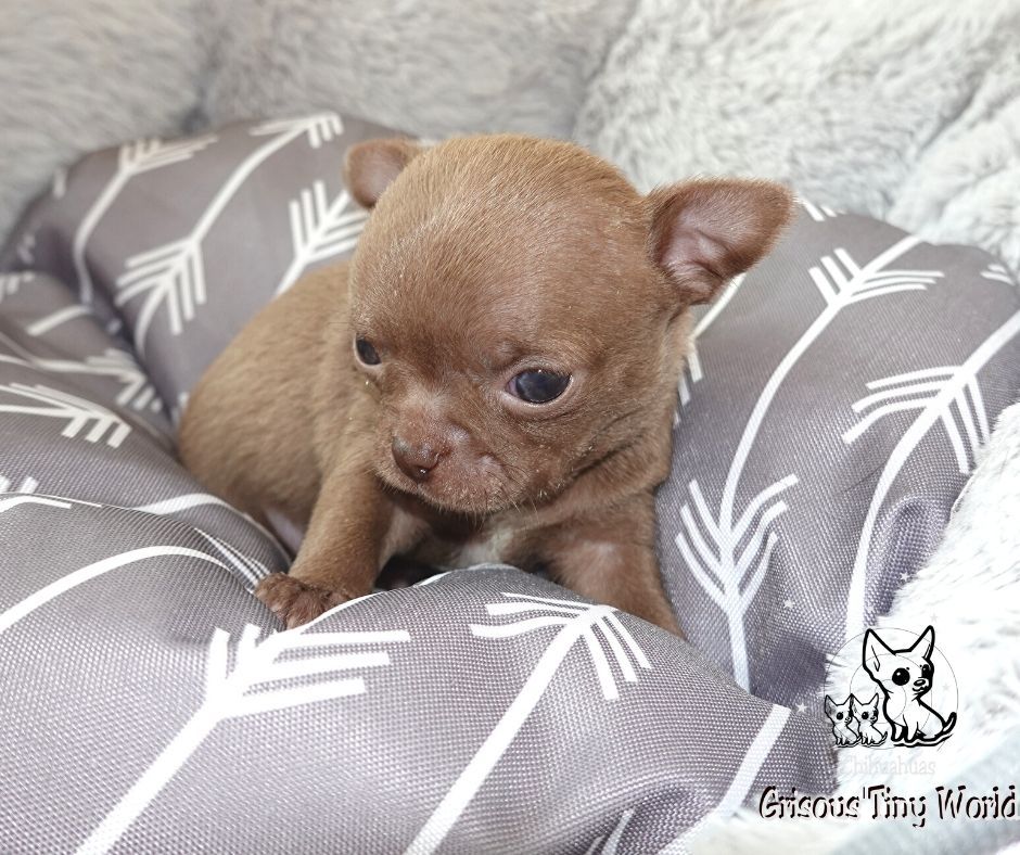 Chiot Chihuahua, Rikiki, mâle disponible en Hauts-de-France, 62 