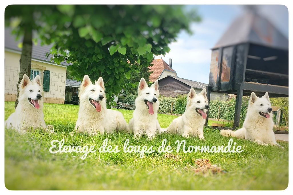 Accueil Elevage Berger Blanc Suisse Des Loups De Normandie