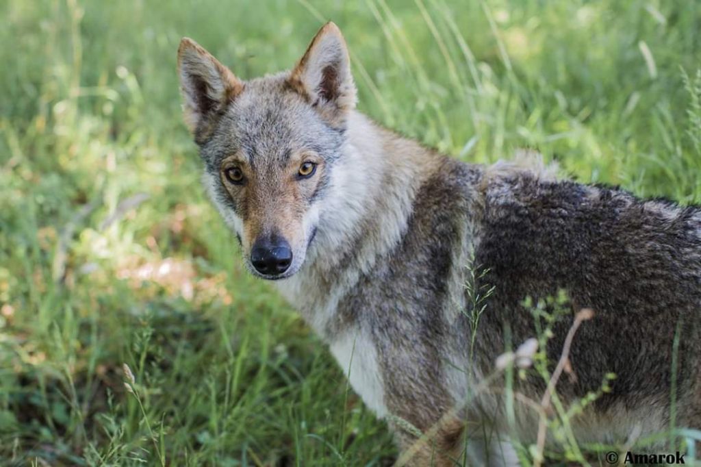 Accueil Elevage Des Loups Damarok Eleveur De Chiens