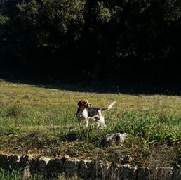 Tiron Des Hauts De Milhac