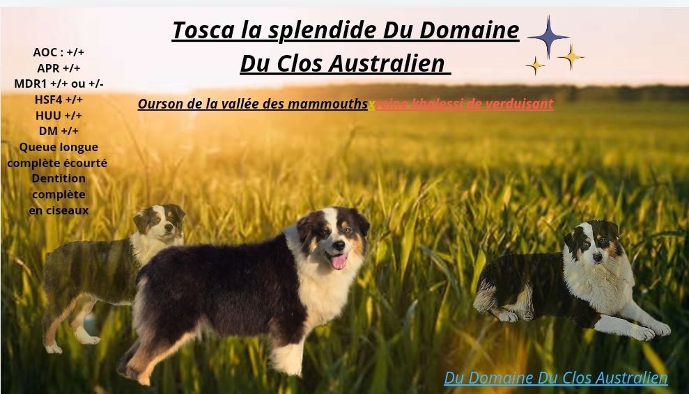 Tosca la splendide Du Domaine Du Clos Australien