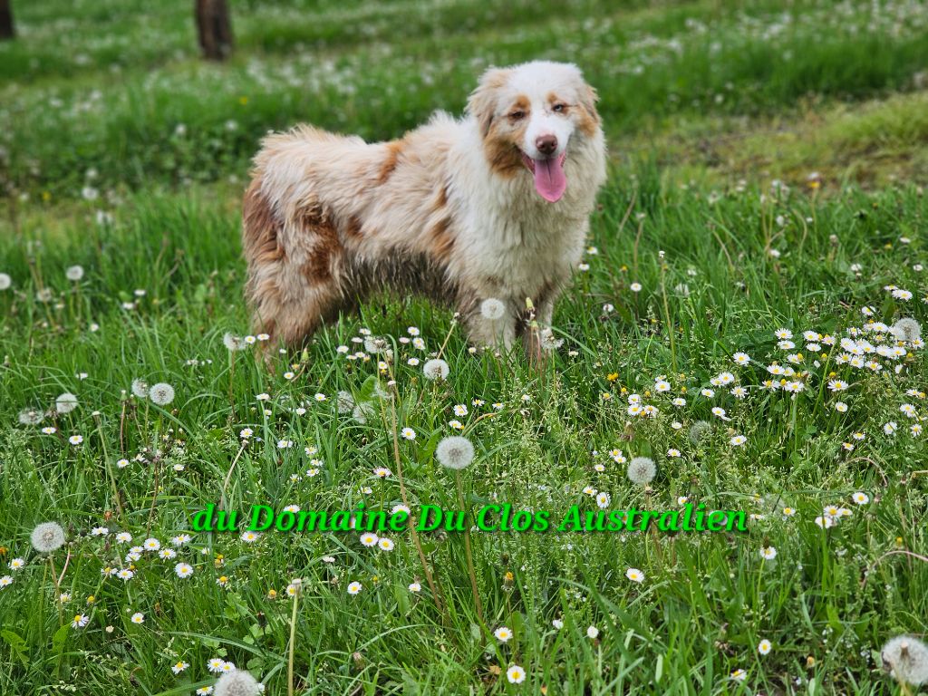 Tortipousse cheyenne Du Domaine Du Clos Australien