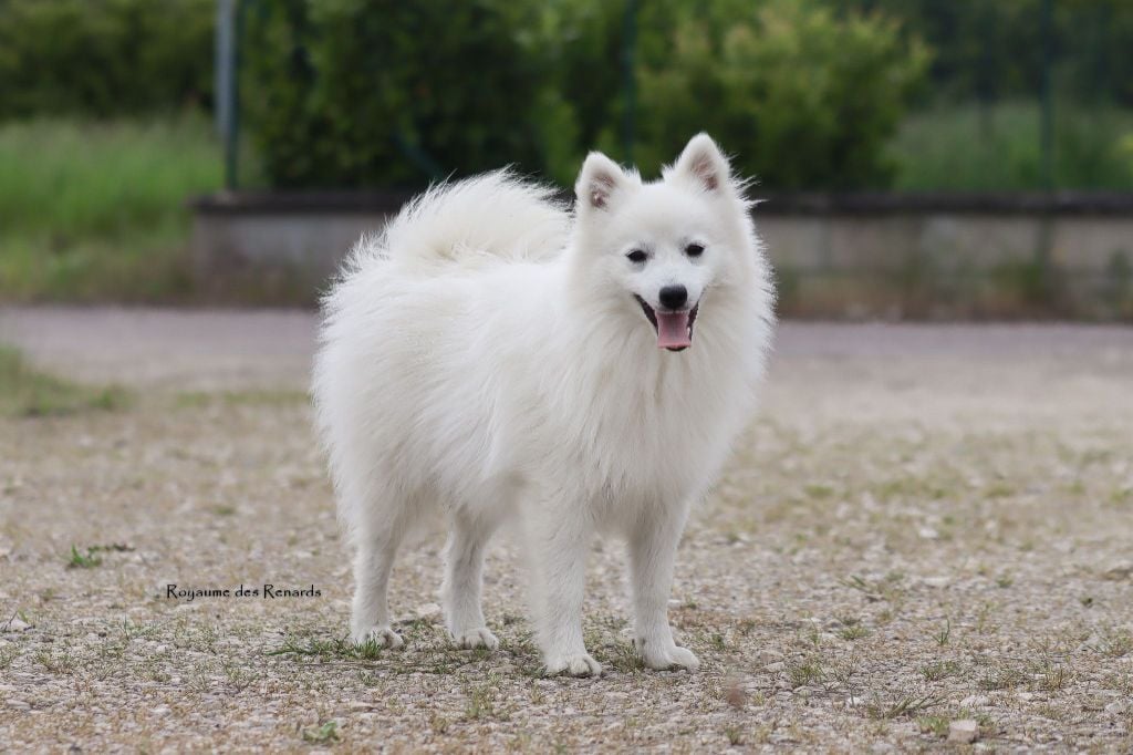 Suki - u are kyoshi warrior Du Royaume Des Renards