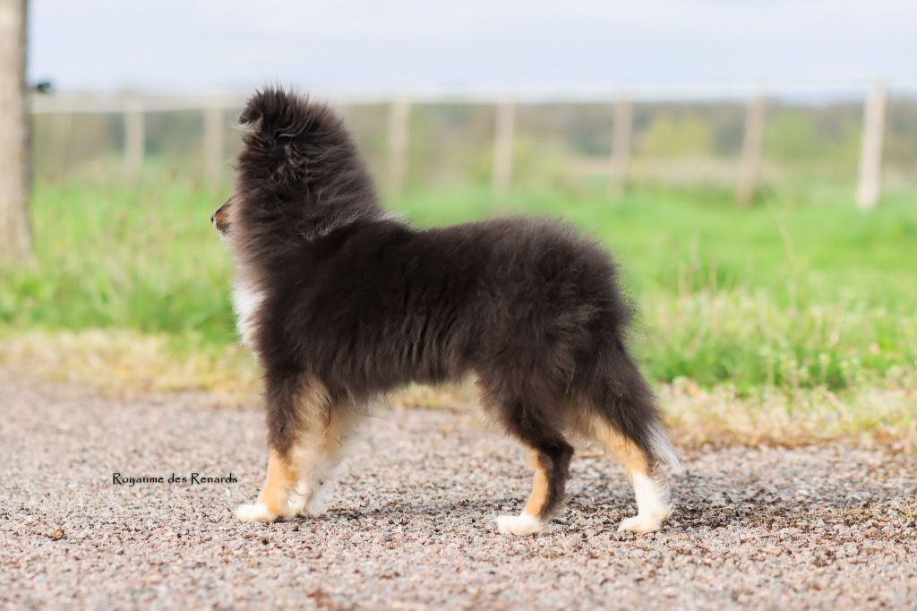 Zuko - upcoming fire lord Du Royaume Des Renards