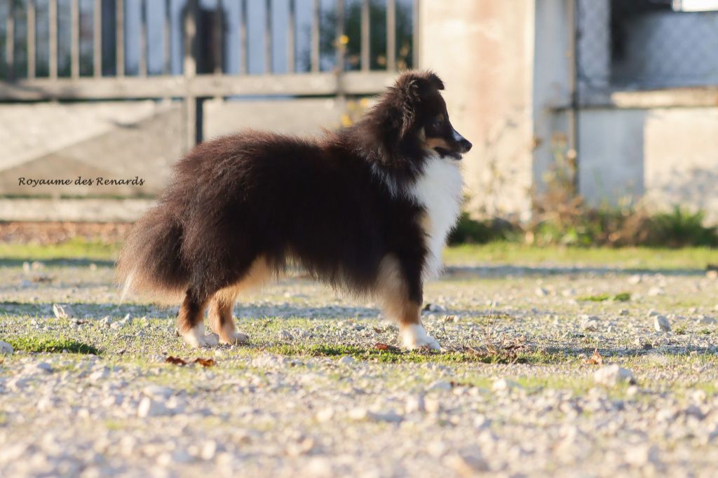 Zuko - upcoming fire lord Du Royaume Des Renards