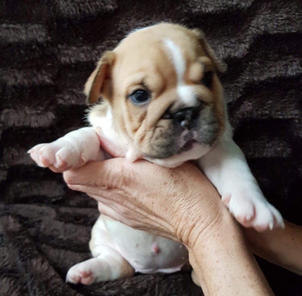 Chiot Bulldog Anglais, femelle disponible en Nouvelle ...