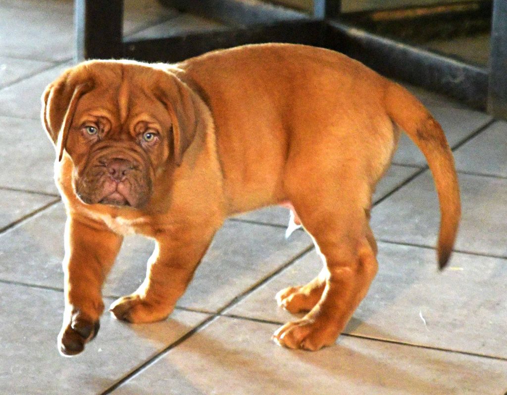 Chiot Dogue De Bordeaux Rouge 455 Male Disponible En Wallonie Luxembourg Be Toutes Les Portees Les Chiots De Race Les Eleveurs Et Chiens De Race Sont Sur Chiens De France Com