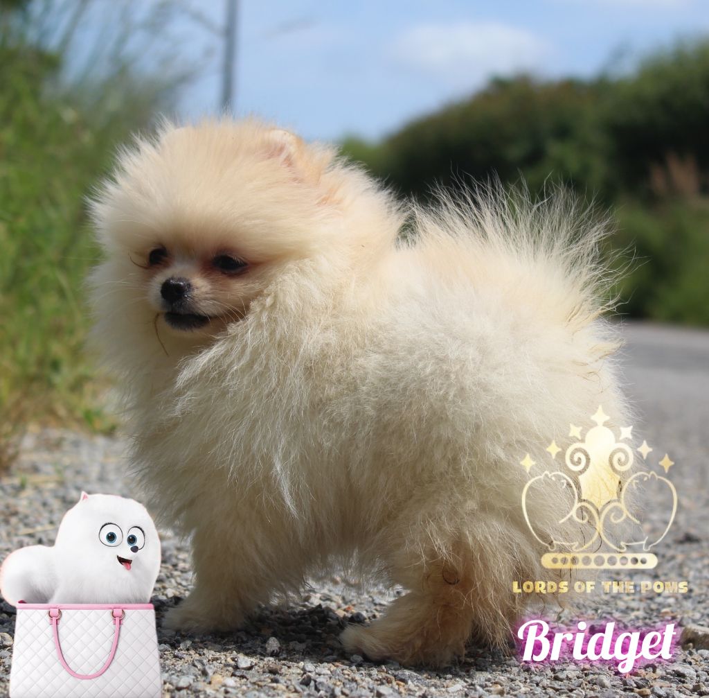 Lords of the Poms Under the bridge dite bridget