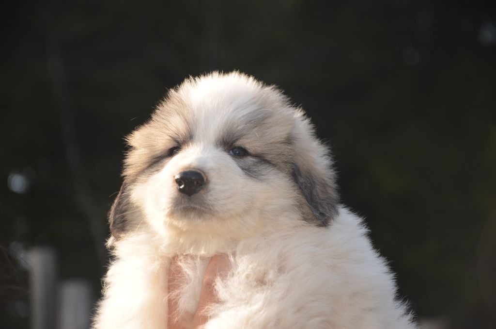 Chiot Chien de Montagne des Pyrenees, CHIOT VIOLET ...