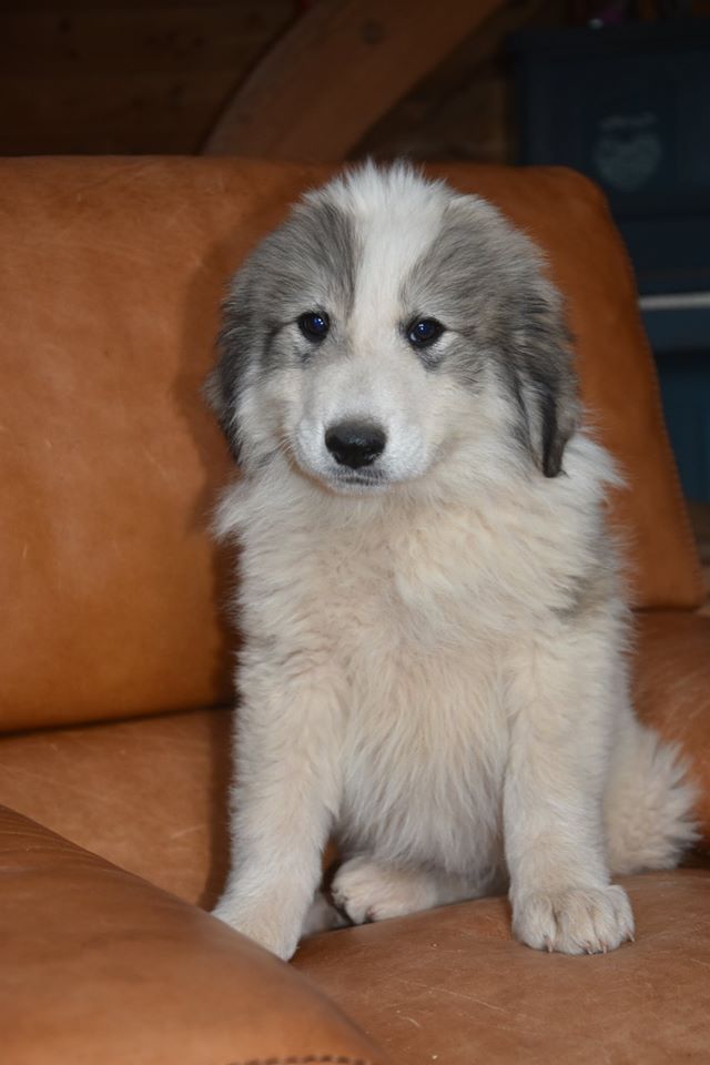 Chiot Chien De Montagne Des Pyrenees Prune Femelle