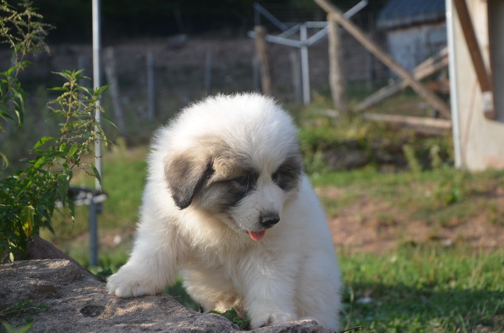 Chiot Chien De Montagne Des Pyrenees Chiot Noir Mâle