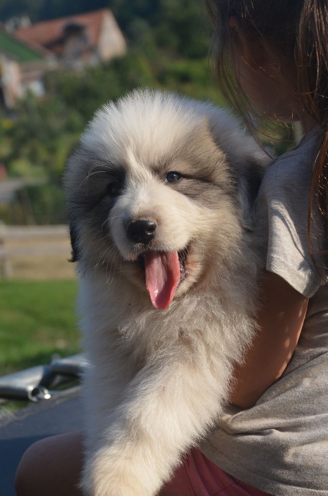 Chiot Chien De Montagne Des Pyrenees Chiot Noir Mâle