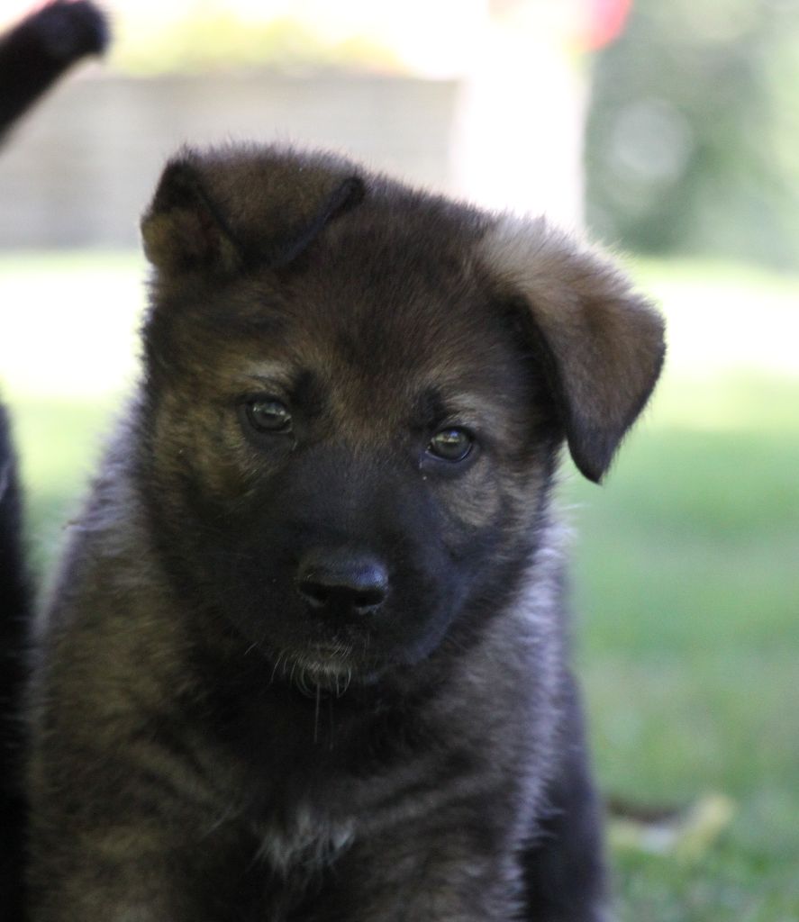 Chiot Elevage Des Contreforts Du Vercors Eleveur De