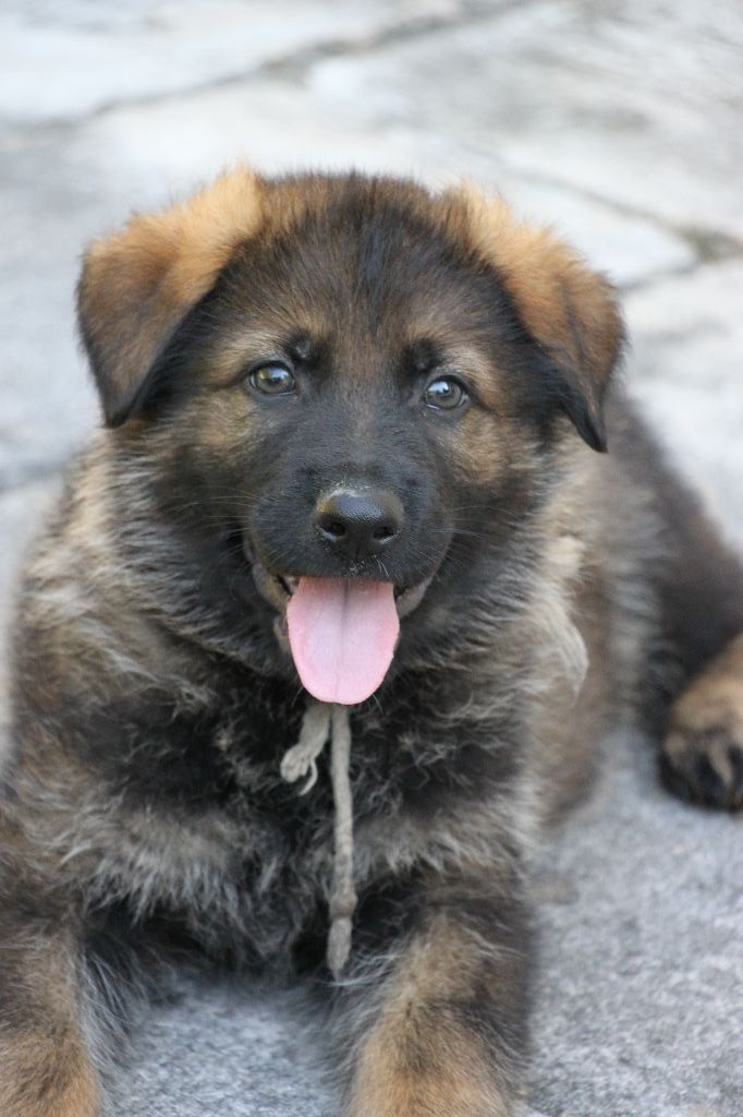 Chiot Elevage Des Contreforts Du Vercors Eleveur De