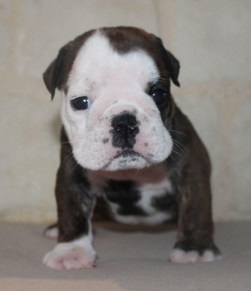 Chiot Bulldog Anglais, Revenge on Life , femelle