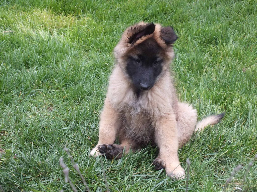 Chiot Elevage Des Colonnes De Notre Dame Eleveur De Chiens Berger Belge