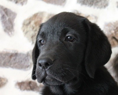 Acheter Un Chiot De Race Labrador Retriever En Tous Departements France Toutes Les Portees Les Chiots De Race Les Eleveurs Et Chiens De Race Sont Sur Chiens De France Com