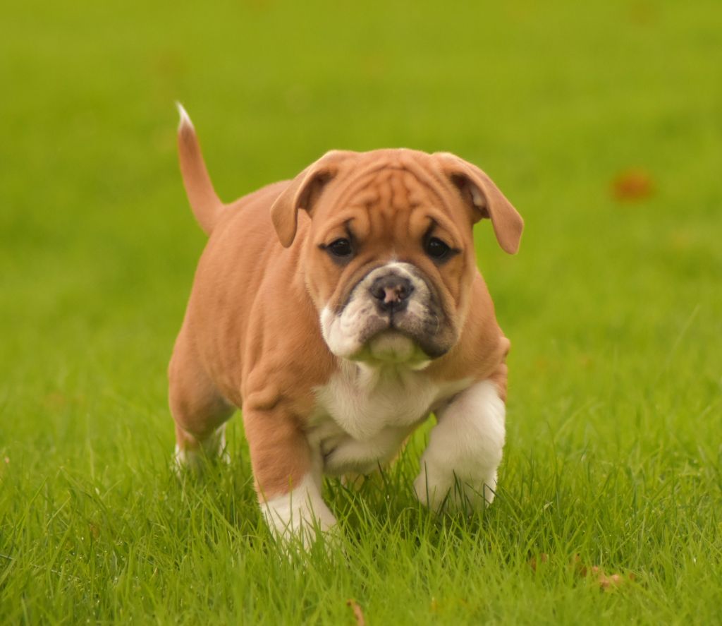 chien conti - club du bouledogue continental