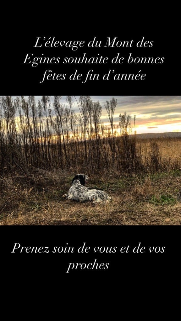 Accueil Elevage Du Mont Des Egines Eleveur De Chiens Setter Anglais