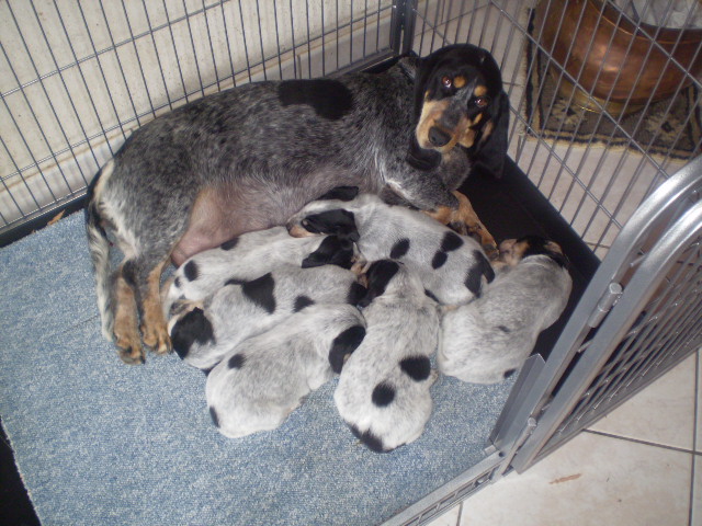 Photo Elevage Des Vallees Longeronnaises Eleveur De Chiens Basset Bleu De Gascogne