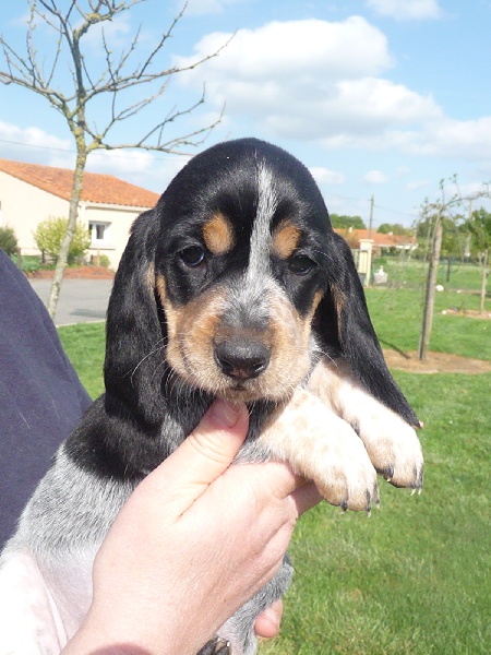 Photo Elevage Des Vallees Longeronnaises Eleveur De Chiens Basset Bleu De Gascogne