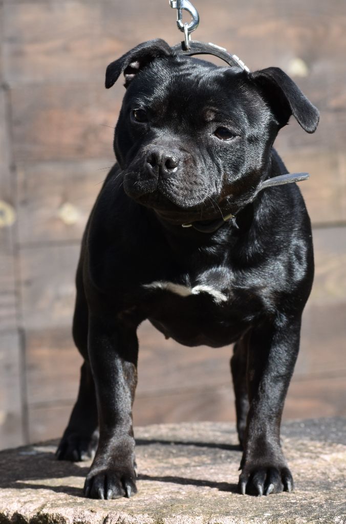 Maé du Royaume Du Nanny Dog