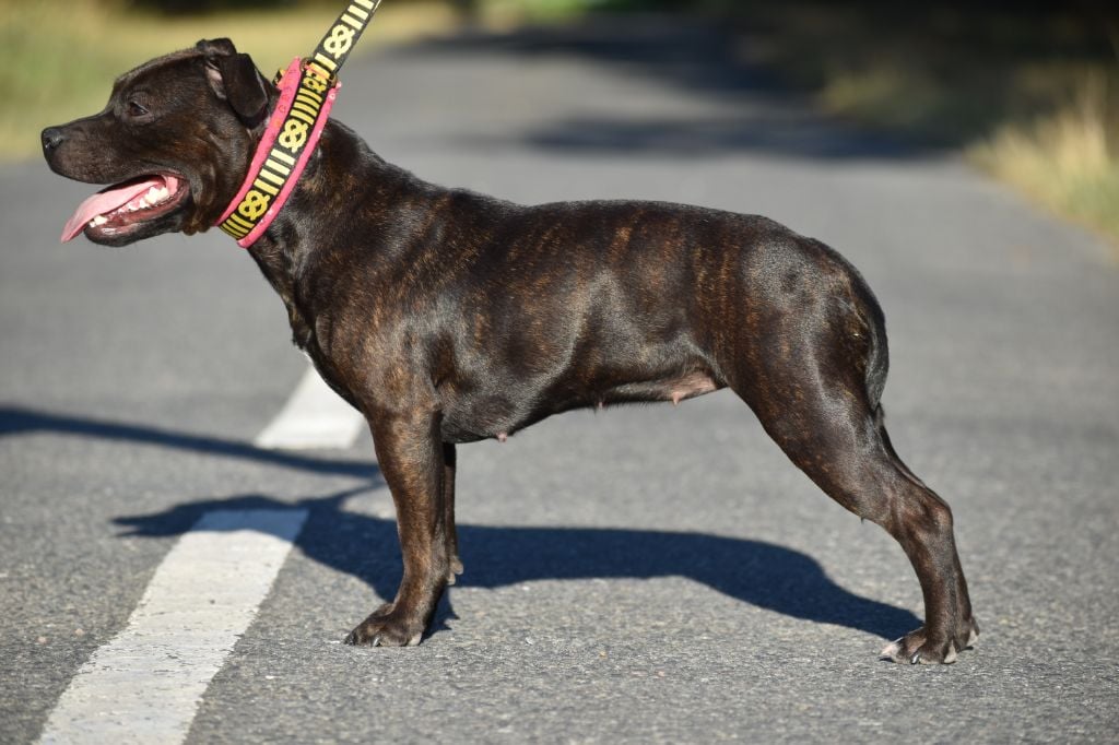 Powerful brindle daemon du Royaume Du Nanny Dog