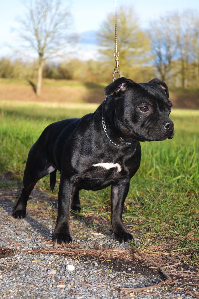 Maé du Royaume Du Nanny Dog