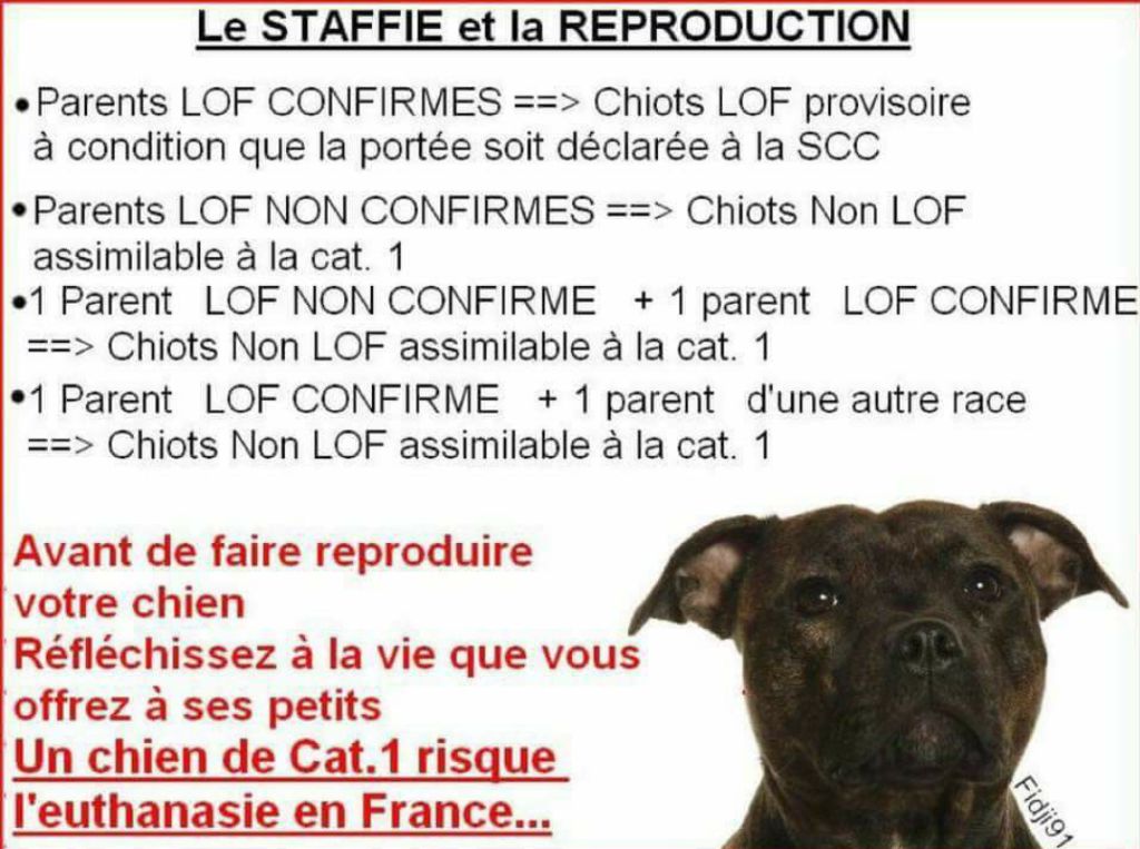 Accueil Elevage Royaume Du Nanny Dog Eleveur De Chiens