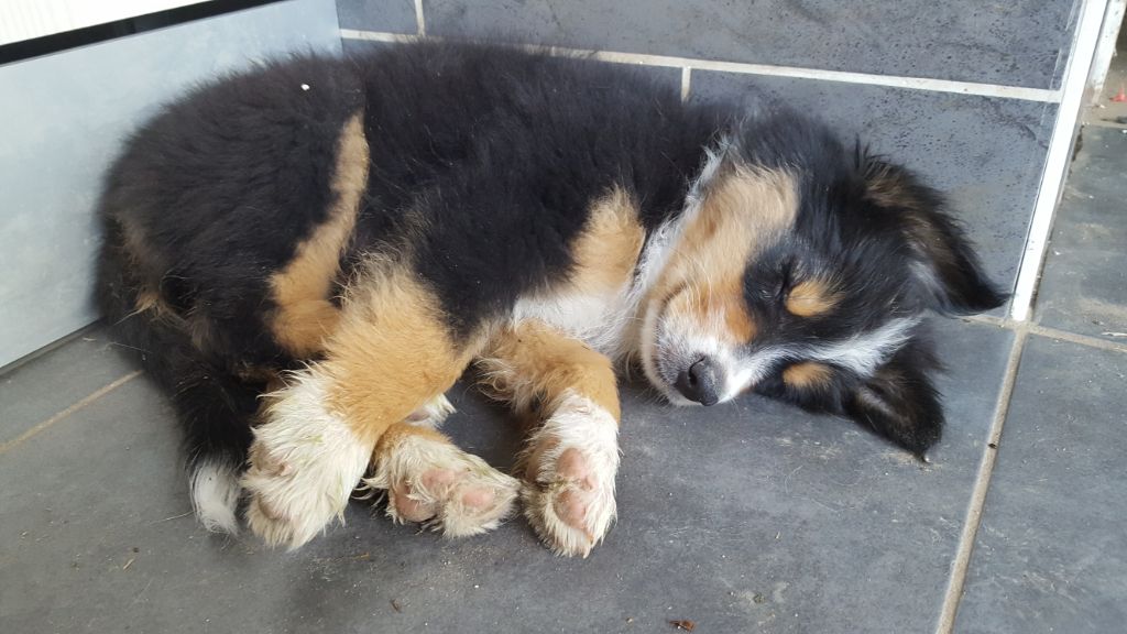 Photo Elevage Des Poilus Aux Coeurs D Or Eleveur De Chiens Berger Australien