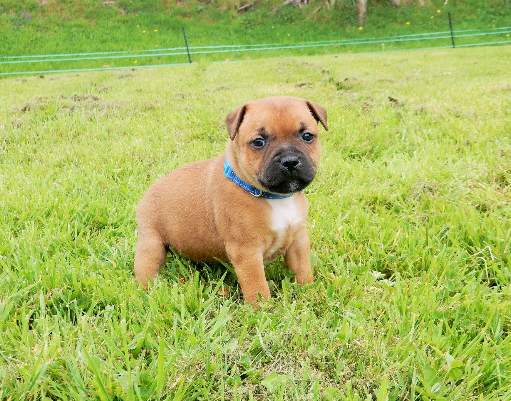 Chiot Staffordshire Bull Terrier, Male 3 Roy, mâle